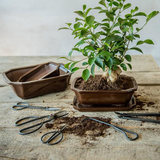 Bonsai Concave Cutter BrandAlley