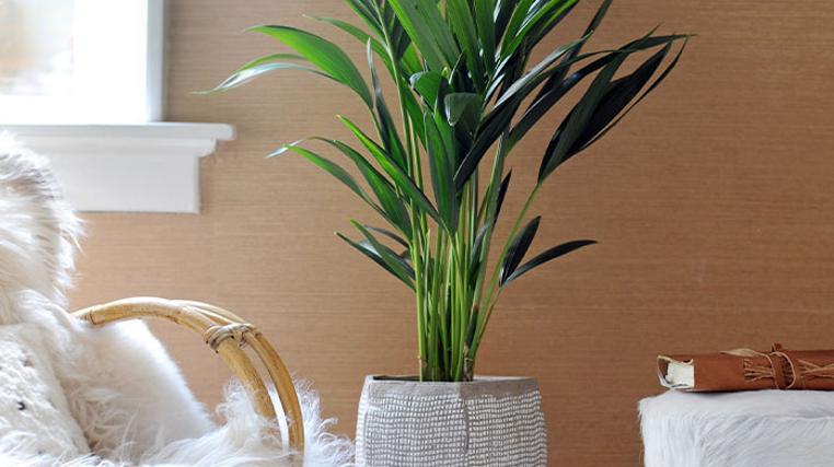 Plant In A Box: Seasonal Blooms