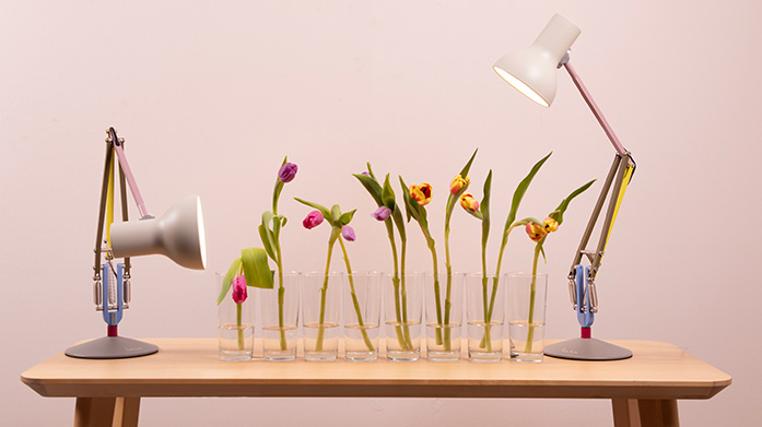 Anglepoise Lighting: Spring Lights