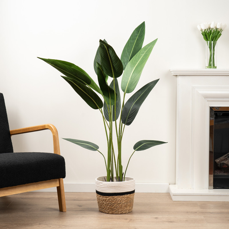 Scottish Everlastings   Bird Of Paradise Tree 130cm in Size 130cm, BrandAlley