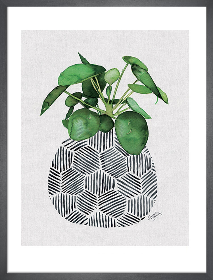 Summer Thornton     Chinese Money Plant Framed Art Print By 53X43cm , BrandAlley