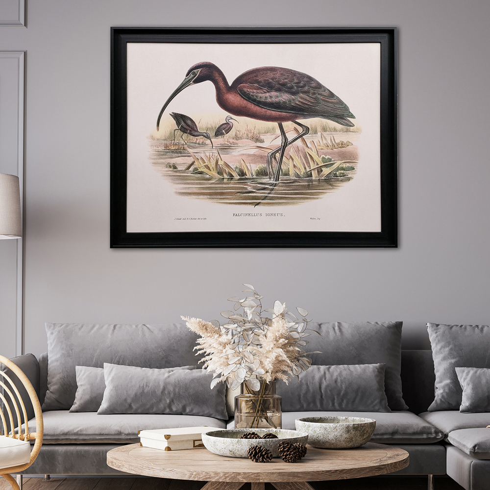 The Art Group     John Gould 'Glossy Ibis' 68X88cm Textured Framed Print , BrandAlley