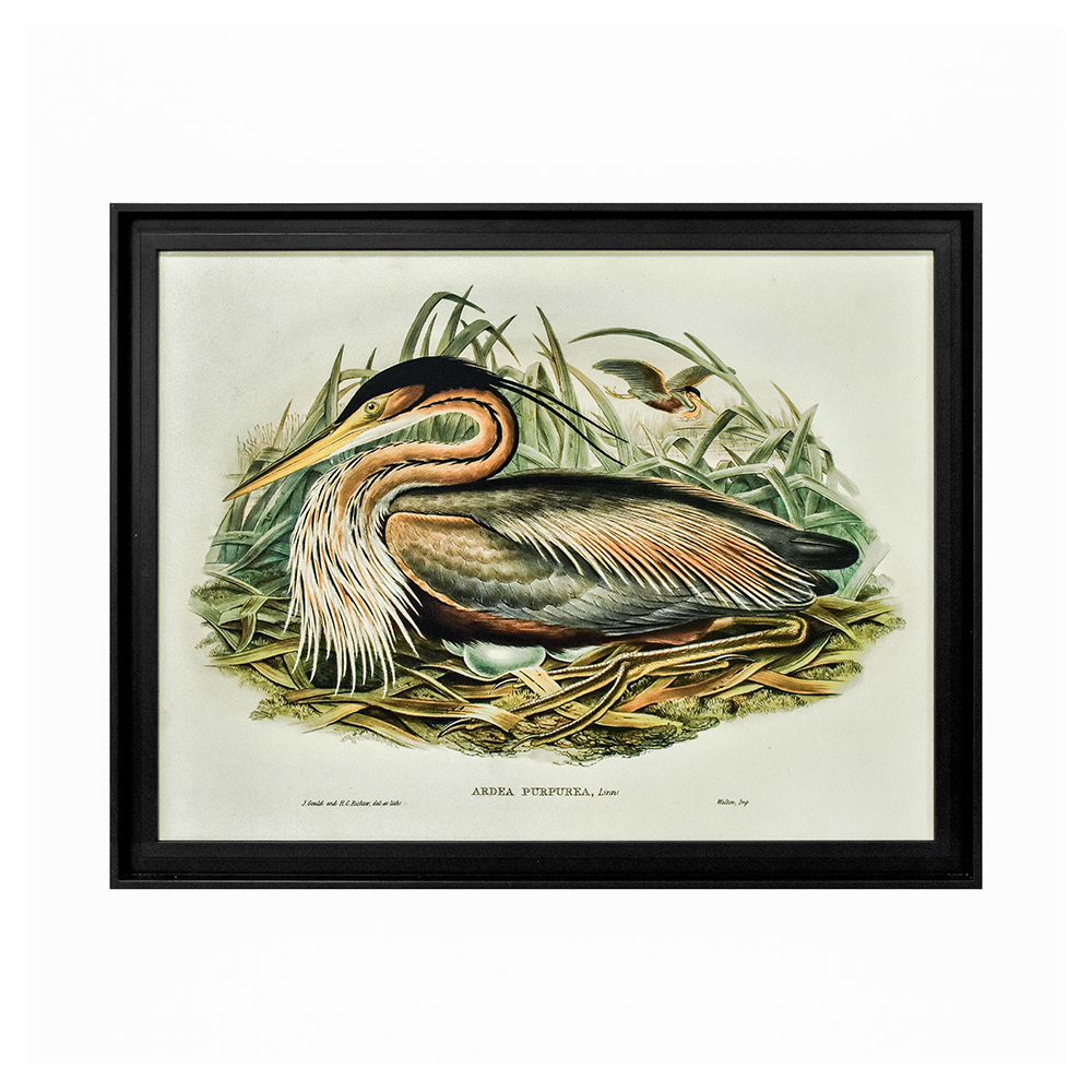 The Art Group   John Gould 'Purple Heron' 68x88cm Textured Framed Print , BrandAlley