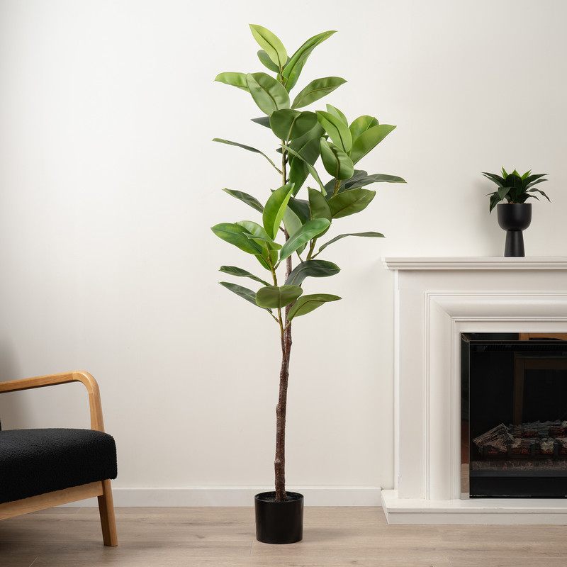 Scottish Everlastings    Green 170Cm Real Touch Rubber Tree , BrandAlley