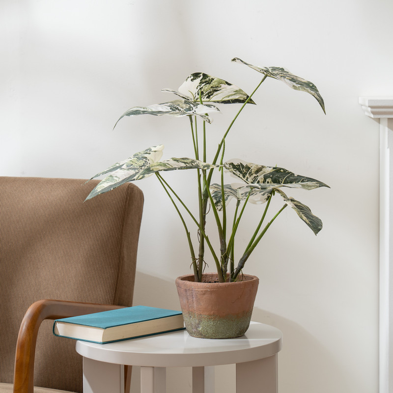 Scottish Everlastings    Green 59Cm Real Touch Alocasia Plant , BrandAlley