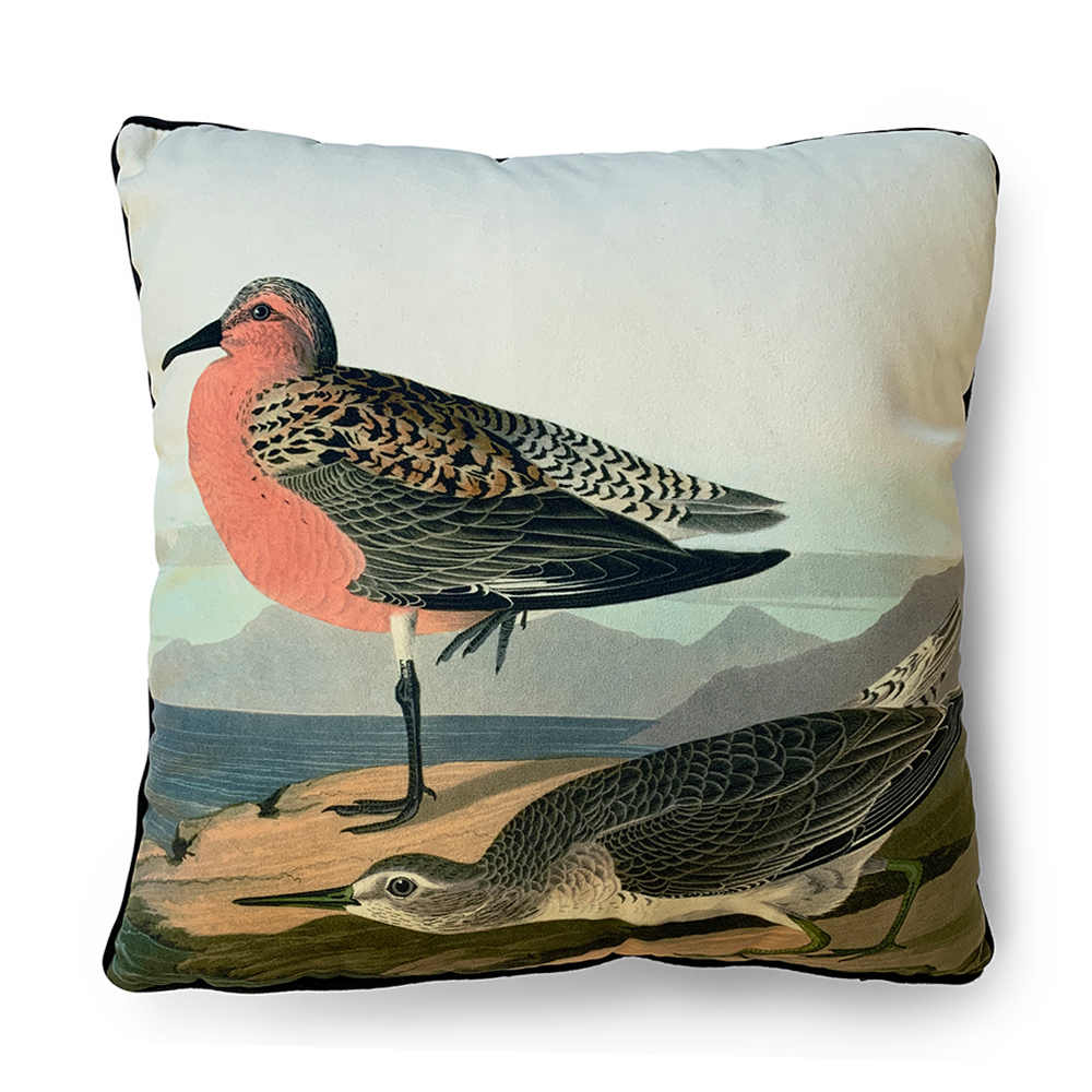 The Art Group     John James Audubon Red Breasted Sandpiper 40X40cm Cushion , BrandAlley