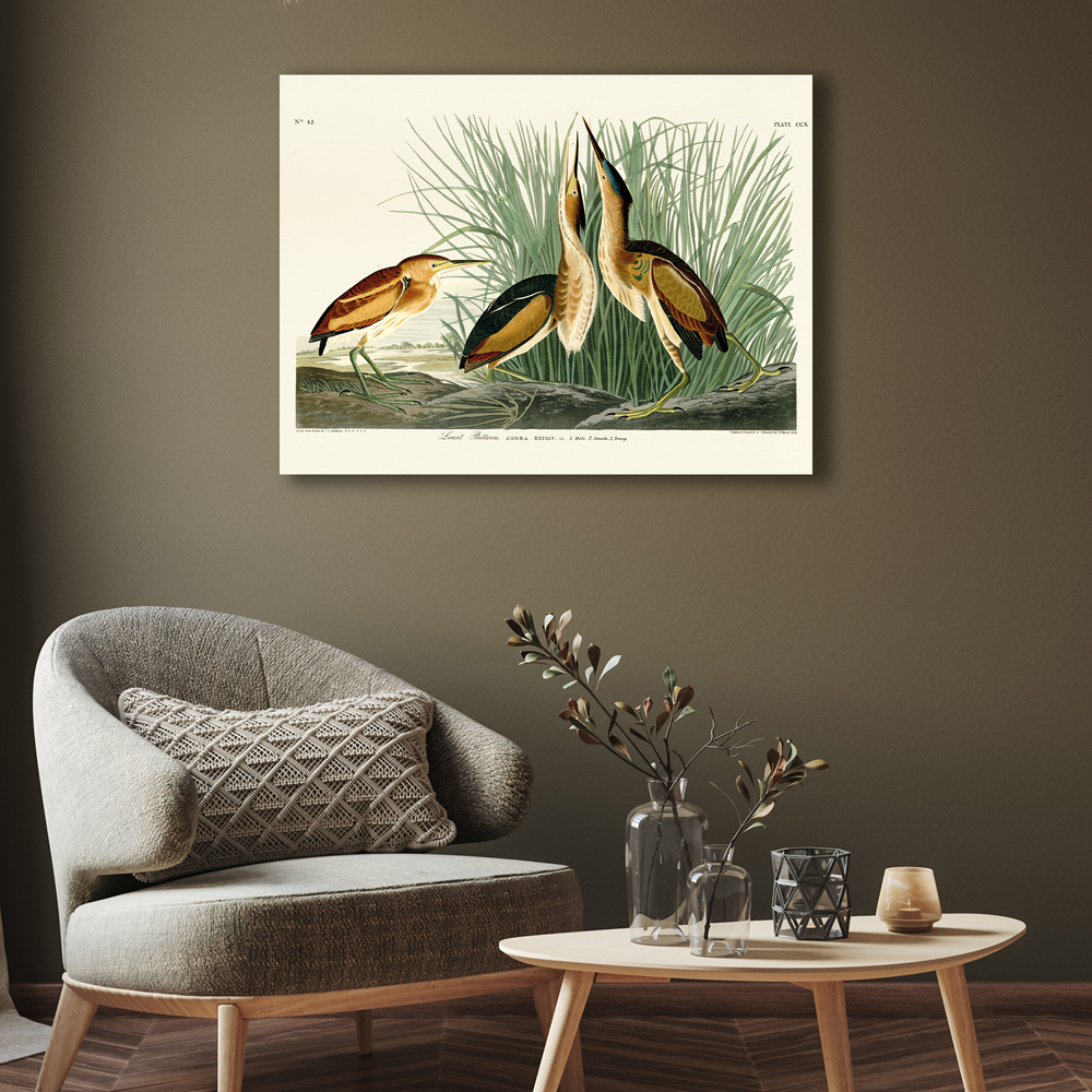The Art Group     John James Audubon 'Least Bittern' Canvas 60X80cm , BrandAlley