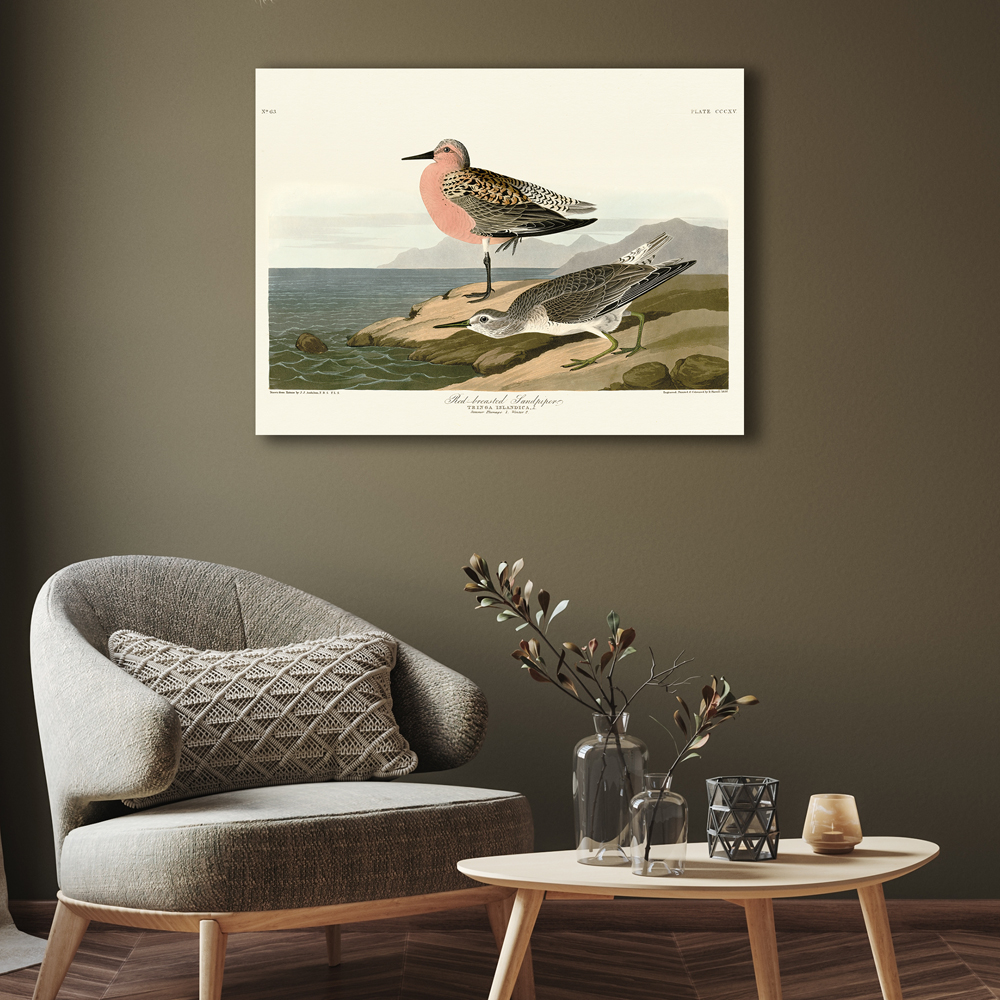 John James Audubon   'Red-Breasted Sandpiper' Canvas 60x80cm , BrandAlley