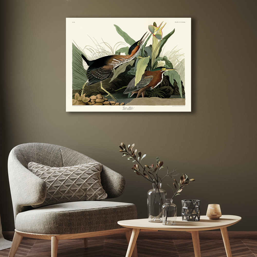 John James Audubon     'Green Heron' Canvas 60X80cm , BrandAlley