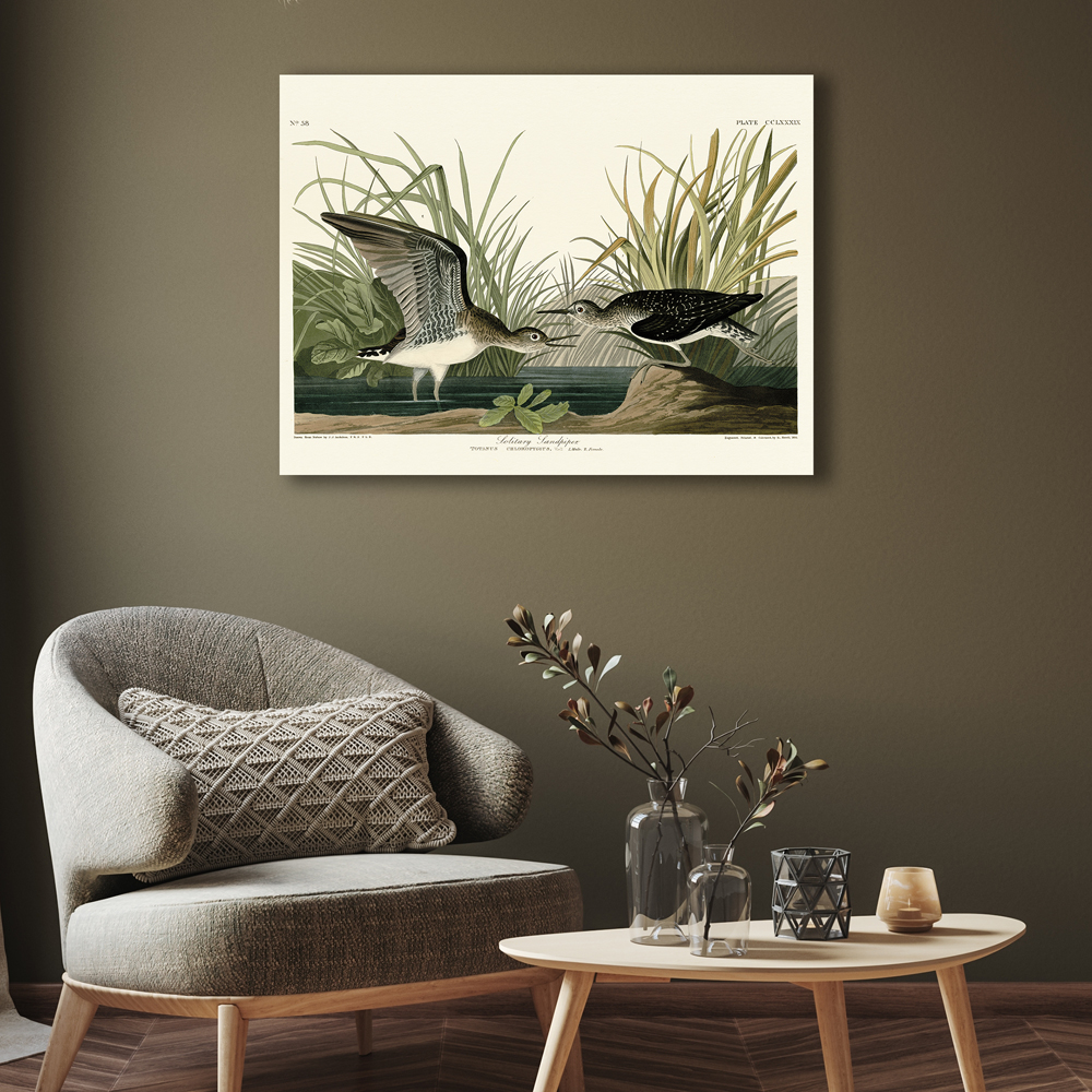 John James Audubon     'Solitary Sandpiper' Canvas 60X80cm , BrandAlley