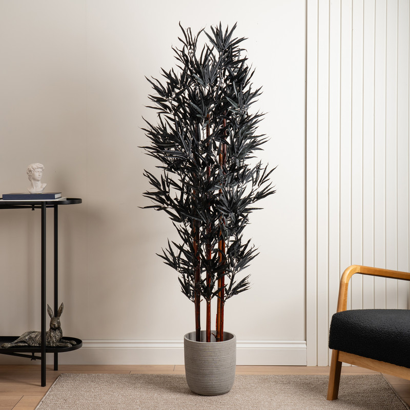 Scottish Everlastings   Black Bamboo Tree , BrandAlley