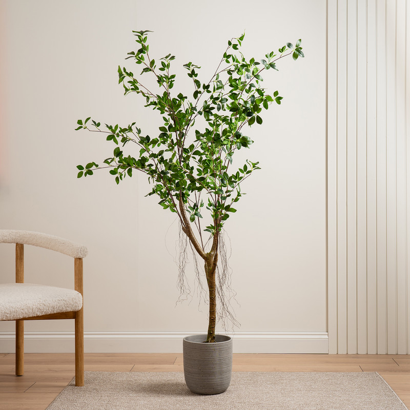 Scottish Everlastings   Real Touch Mini Ficus Tree in Size 80cm x 150cm, BrandAlley