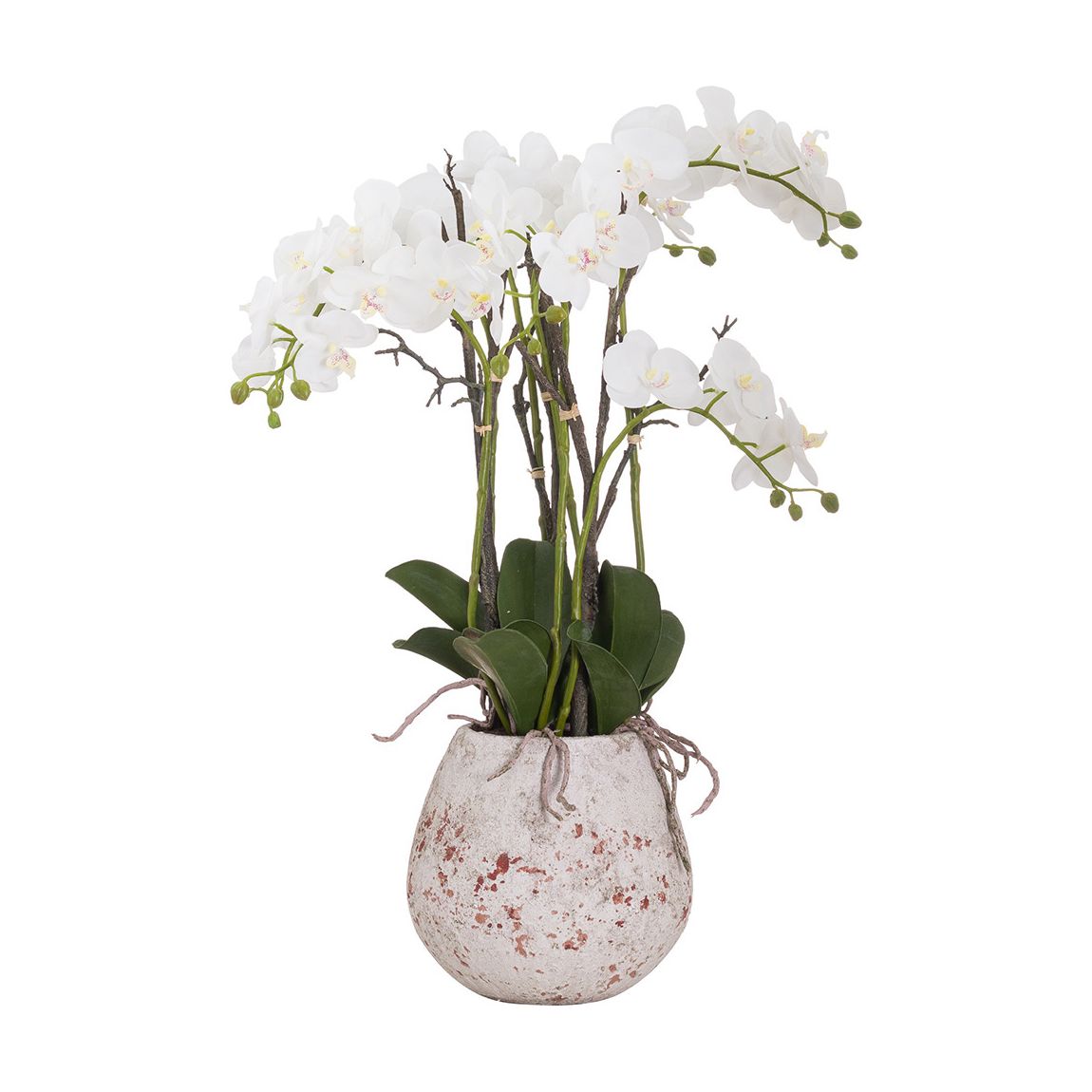 Large Stone Potted Orchid With Roots main product photo