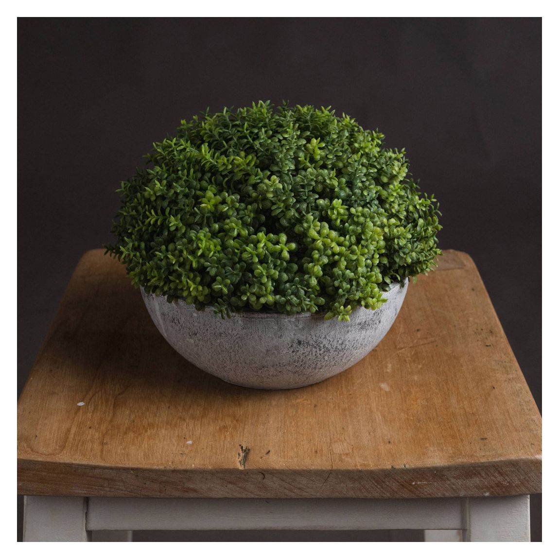 Small Hebe Globe Potted Plant main product photo