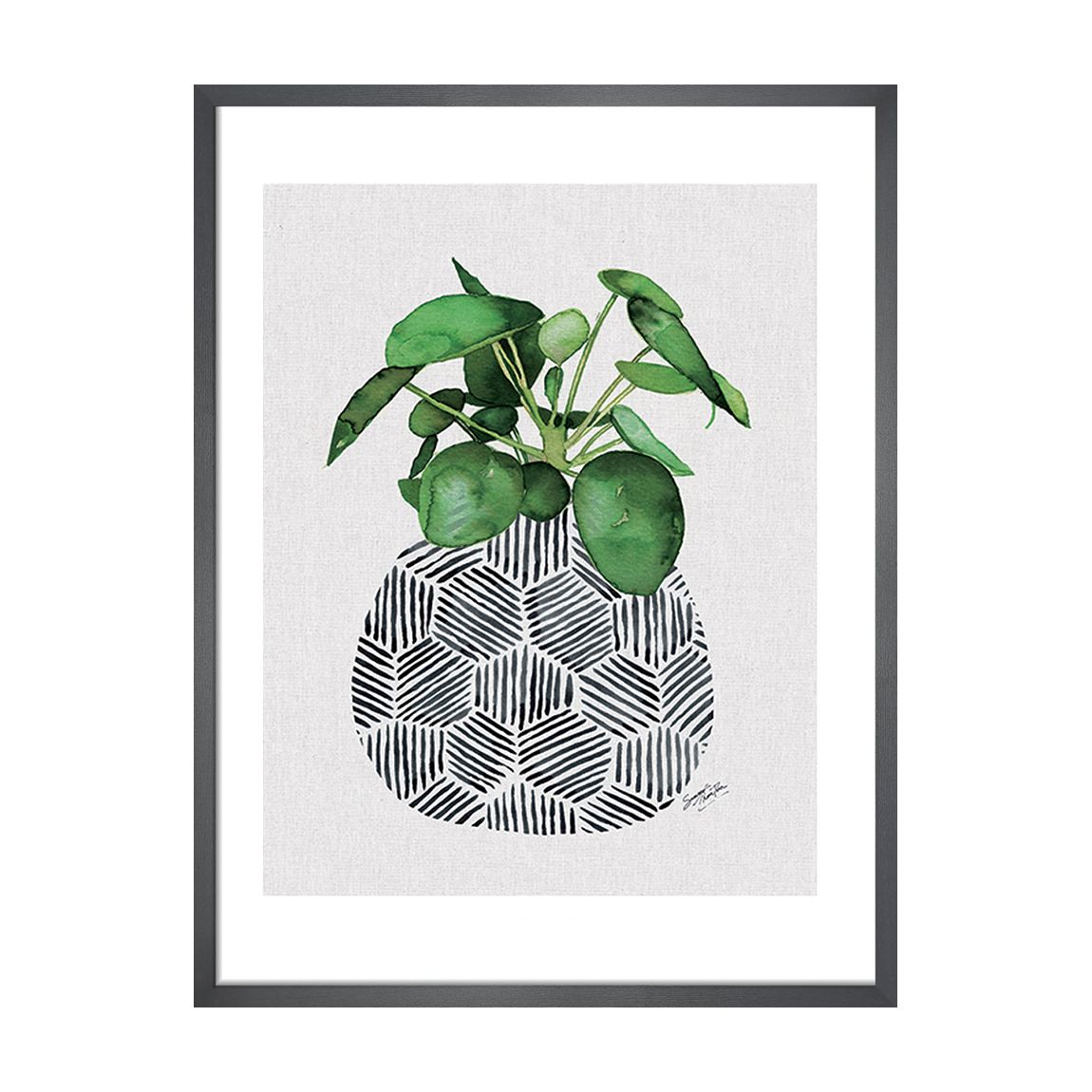 Chinese Money Plant 40x50cm Framed Print main product photo