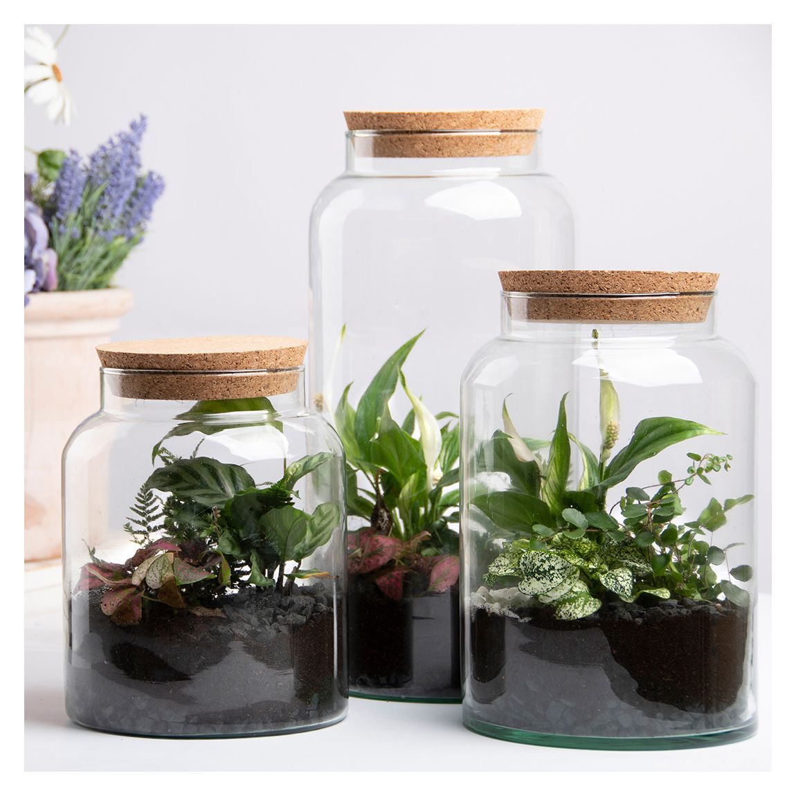 Small Half Open Terrarium Bottle main product photo