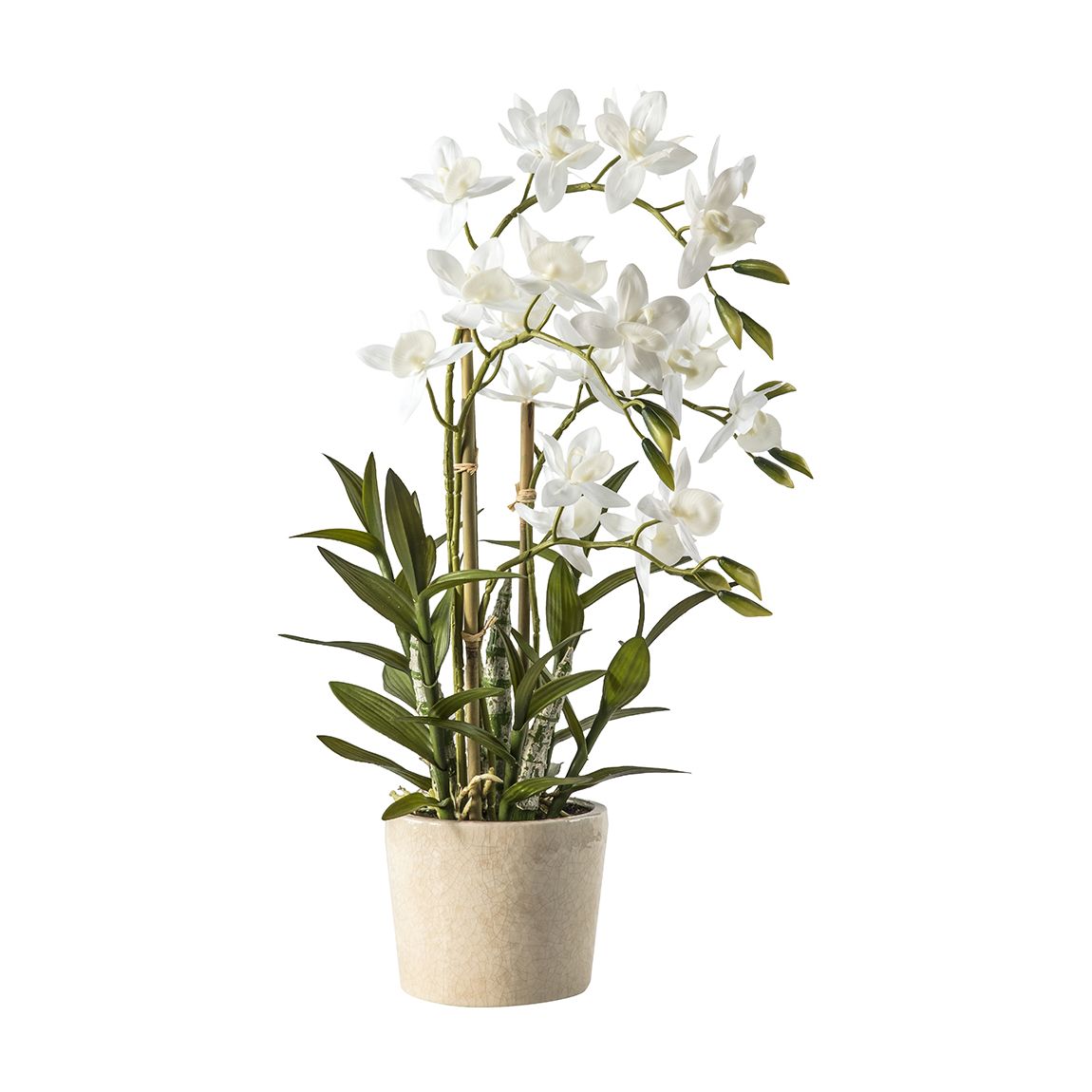 Orchid Cycnoches main product photo