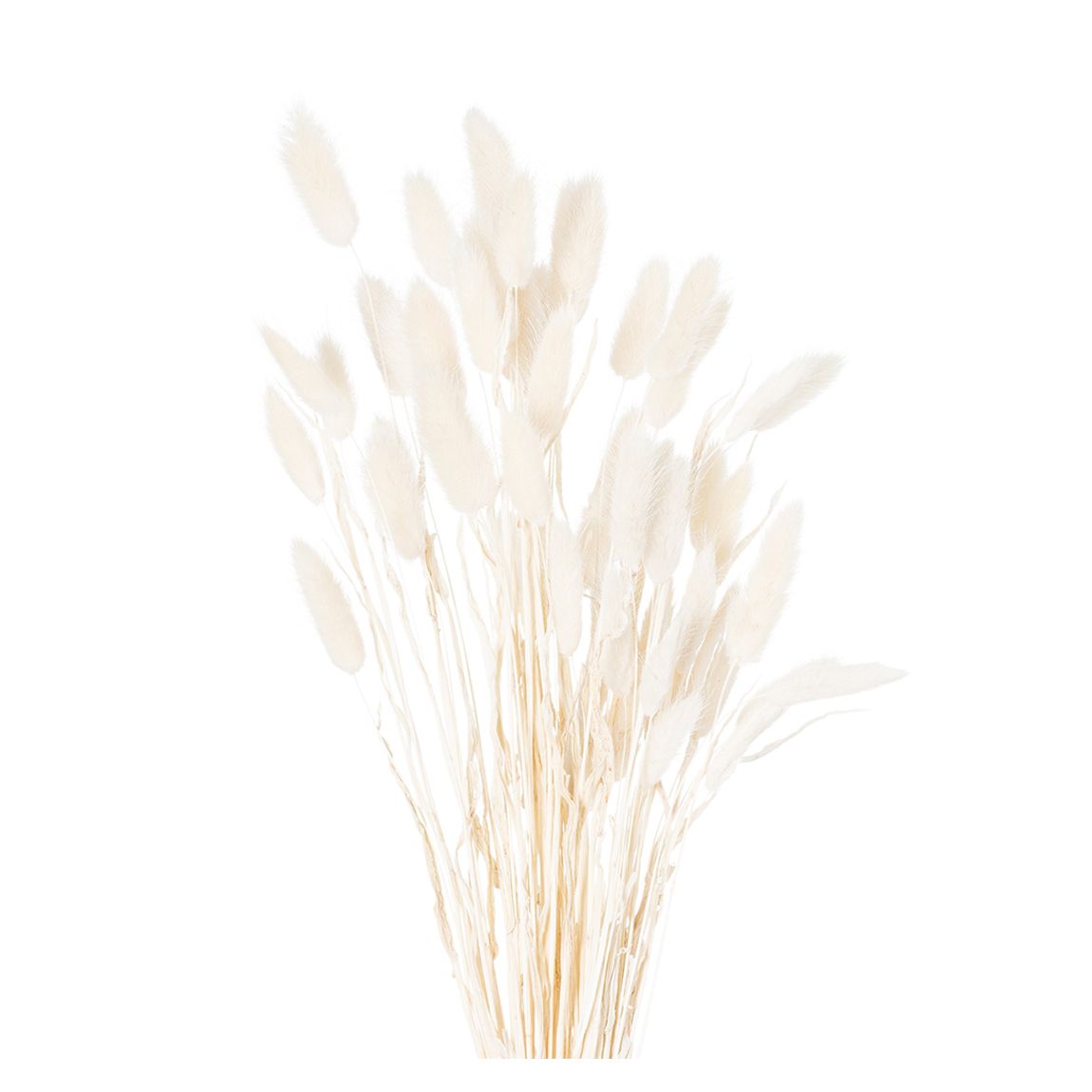 Faux Dried White Bunny Tail Flowers Bunch Of 60 main product photo