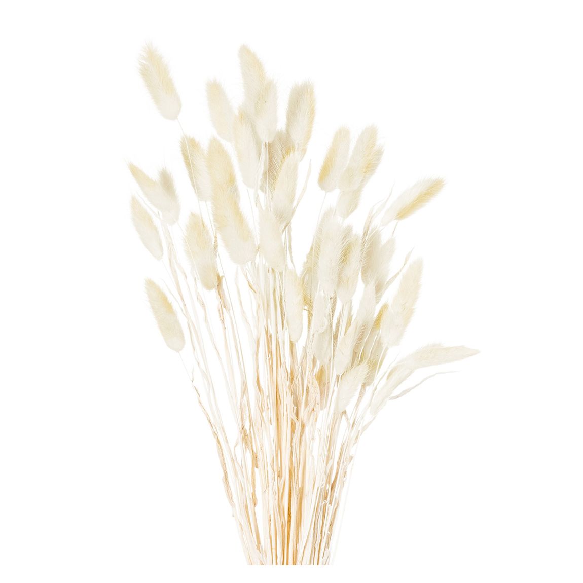 Faux Dried Grey Bunny Tail Flowers Bunch Of 60 main product photo