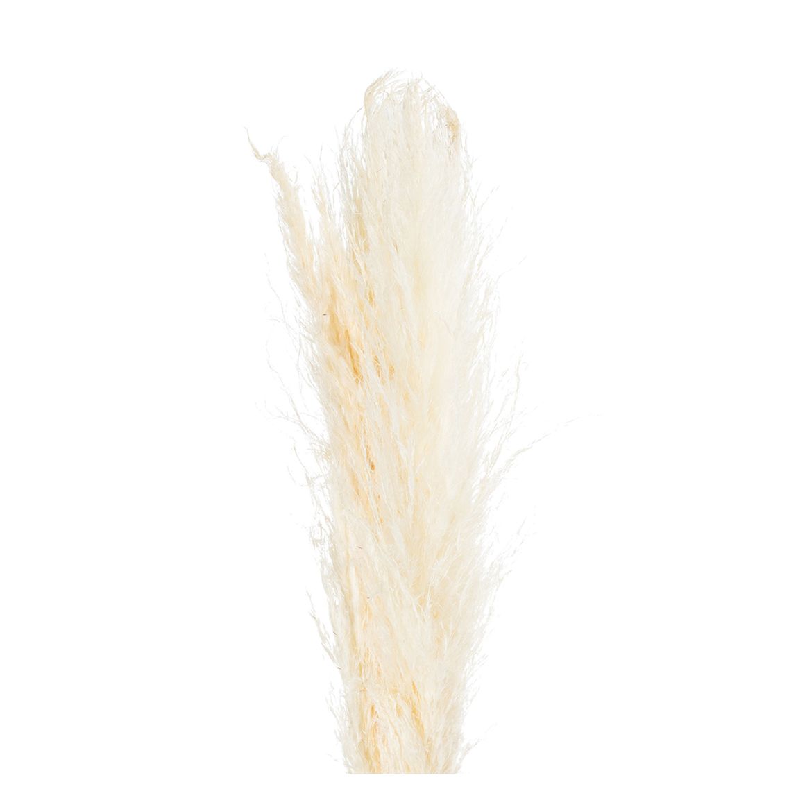 Faux Cream Pampas Grass Stem main product photo