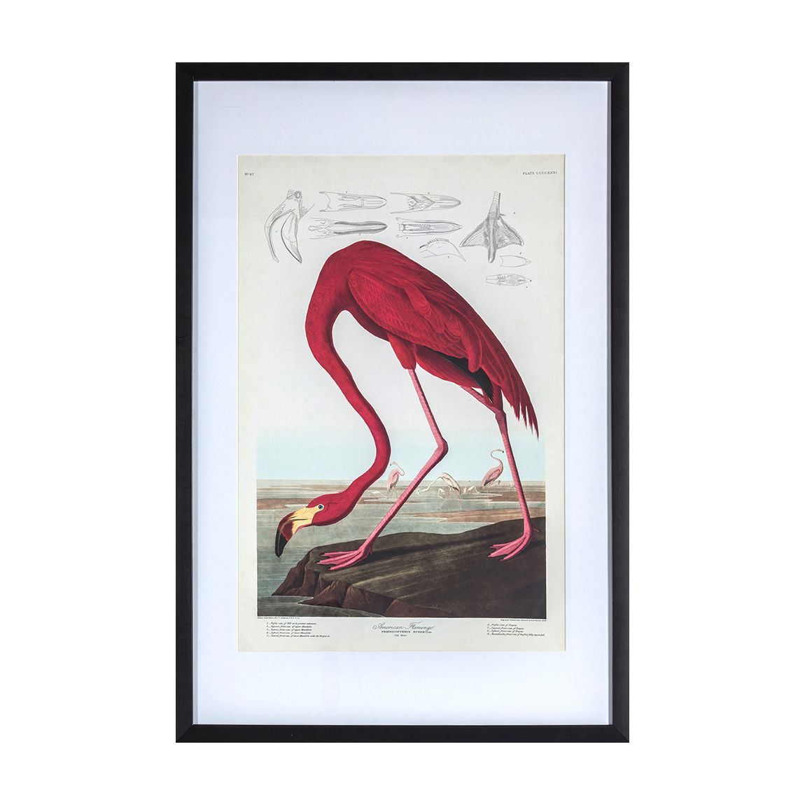 Curious Flamingo Framed Art main product photo
