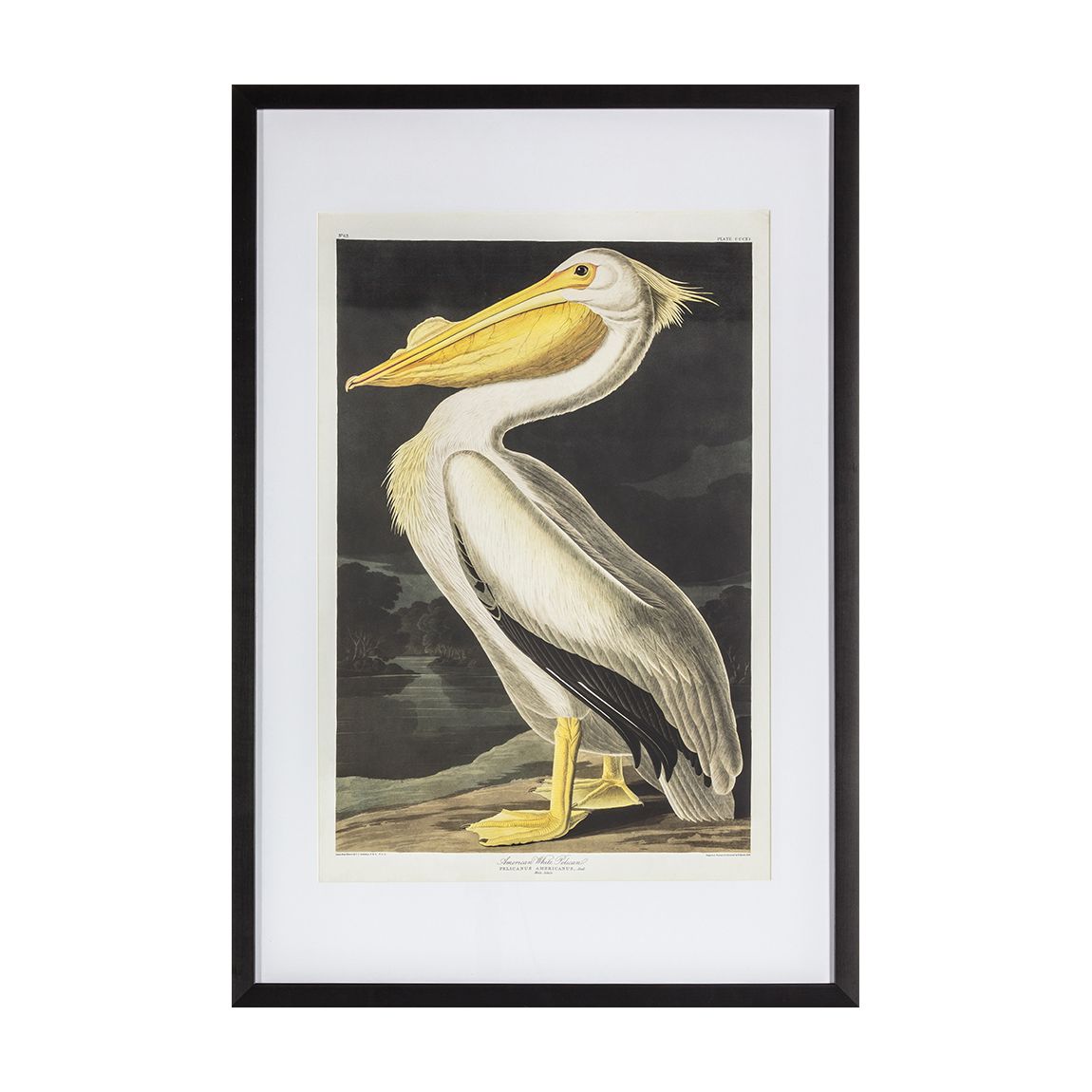 Inquisitive Pelican 91x61cm Framed Art main product photo