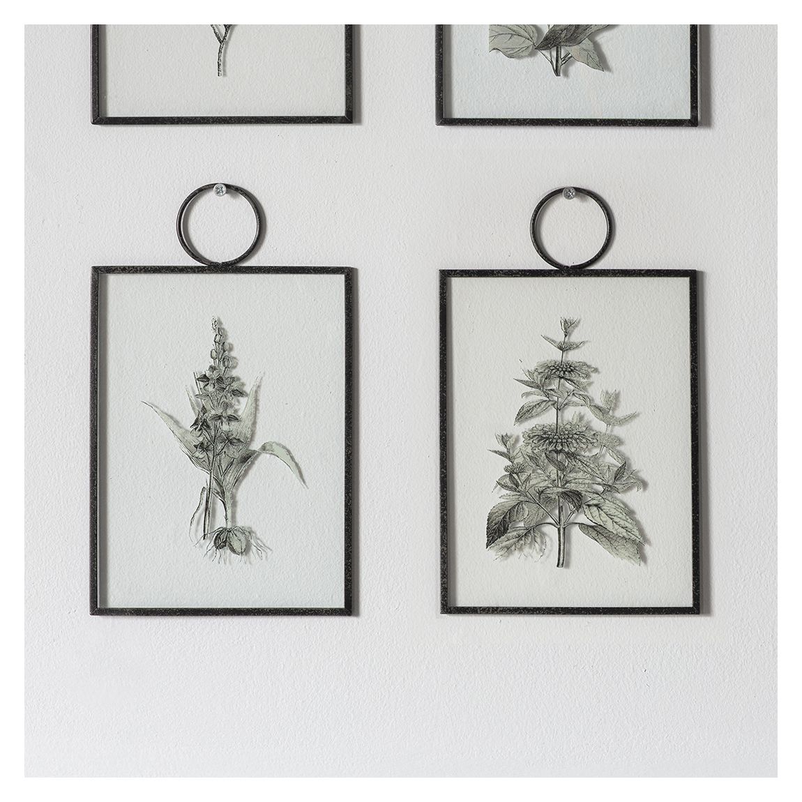 Set of 2 The Botanist Study I 15x25cm Hanging Art main product photo