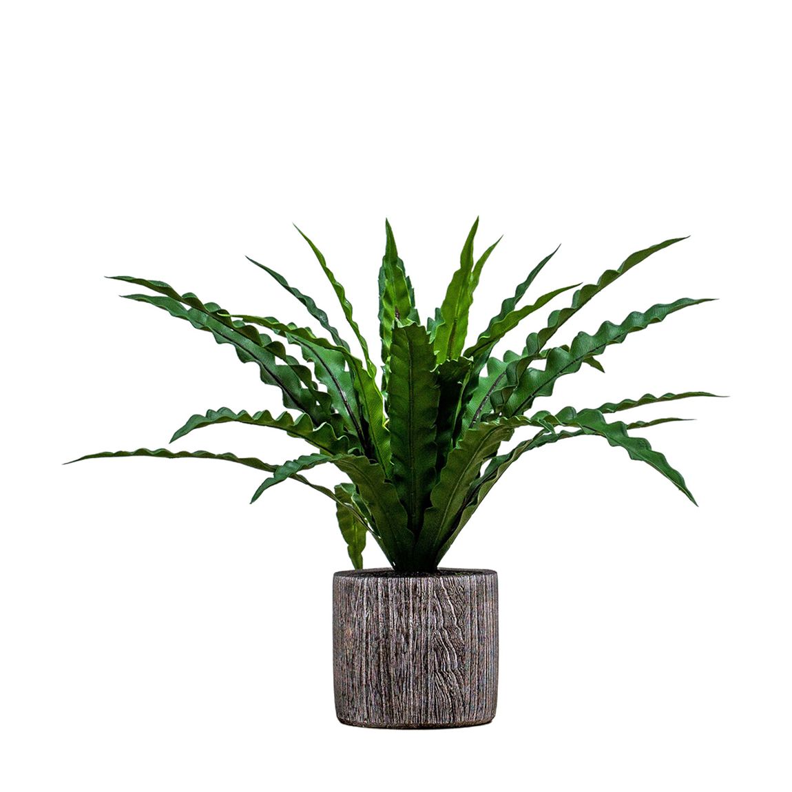 Potted Asplenium Fern 180x480mm main product photo