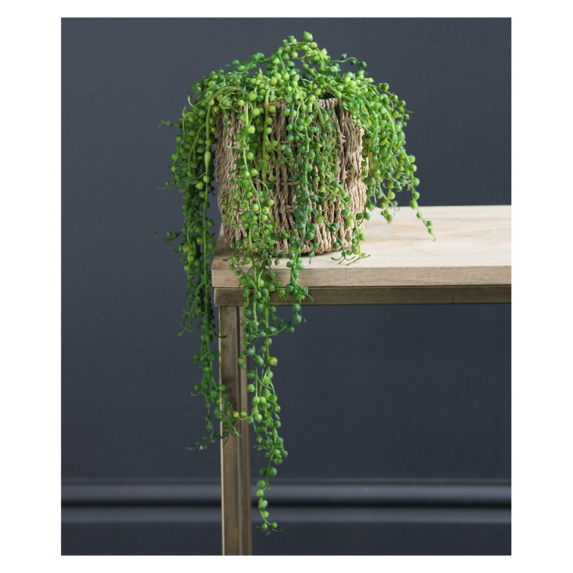 Trailing String Of Pearls main product photo