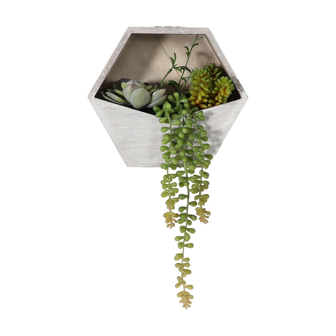 Echeveria Succulent Wall Planter main product photo