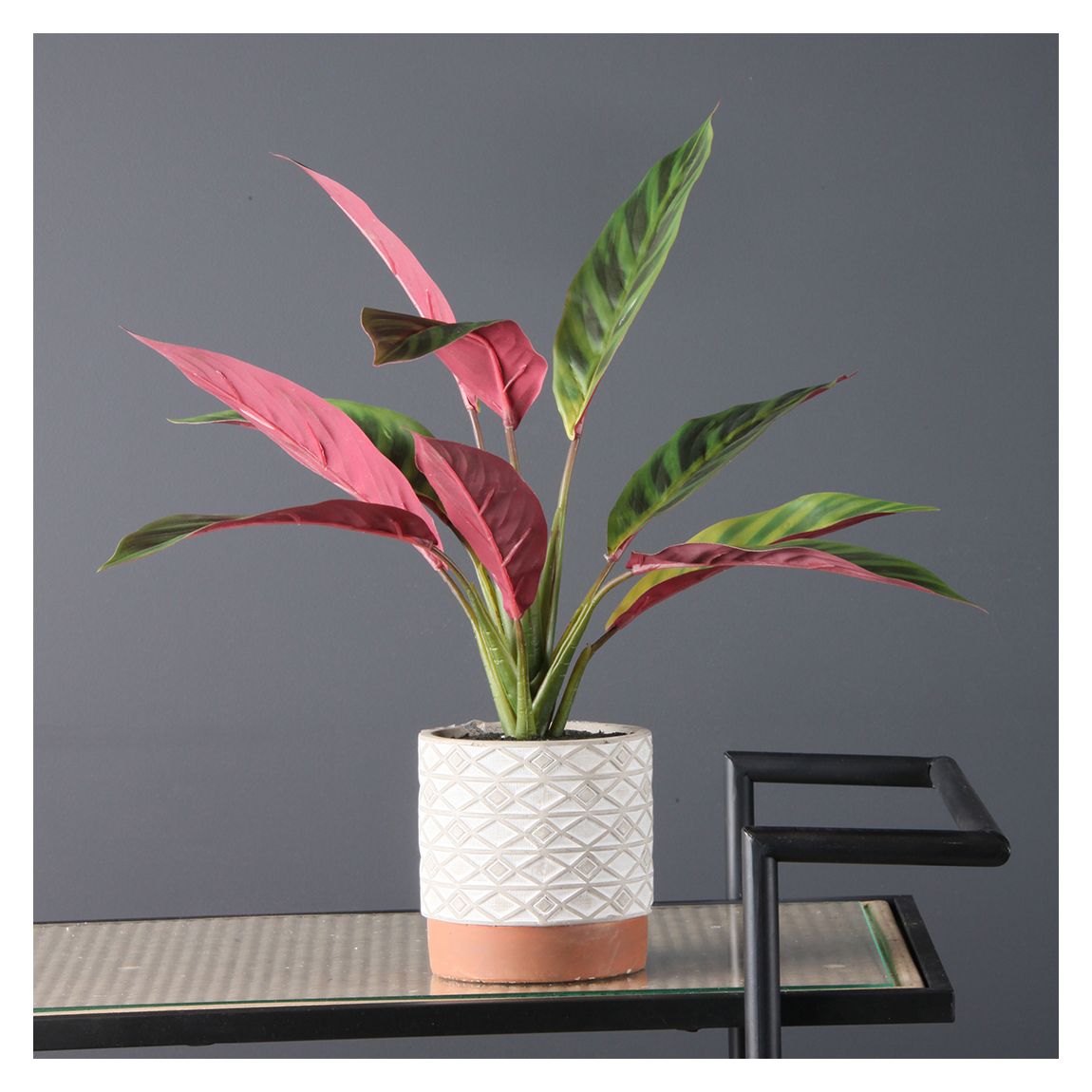 Maranta, 39cm main product photo