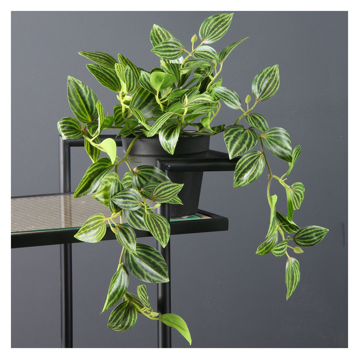 Green Trailing Tradescantia Zebrina main product photo