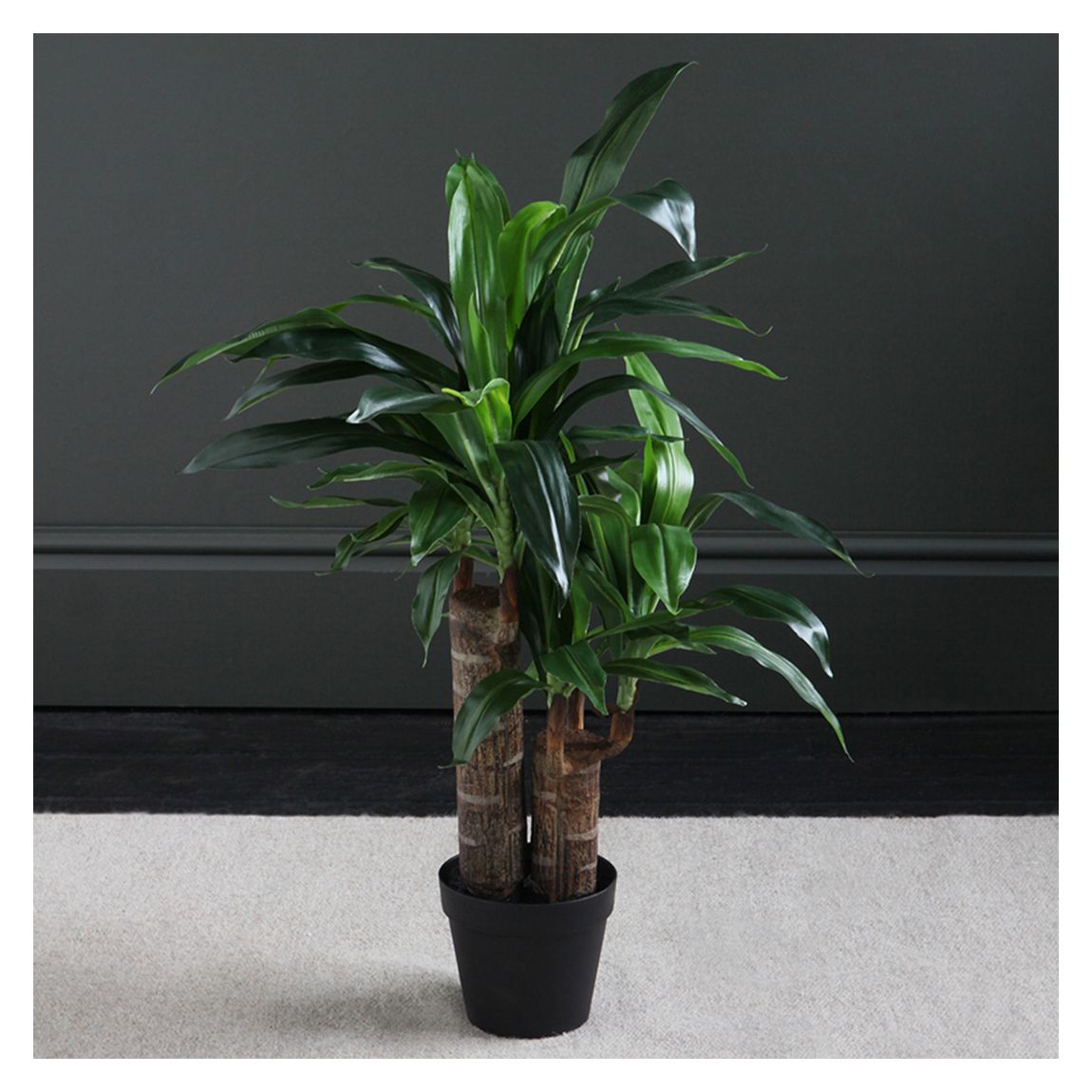 Double Stem Yucca, 80cm main product photo