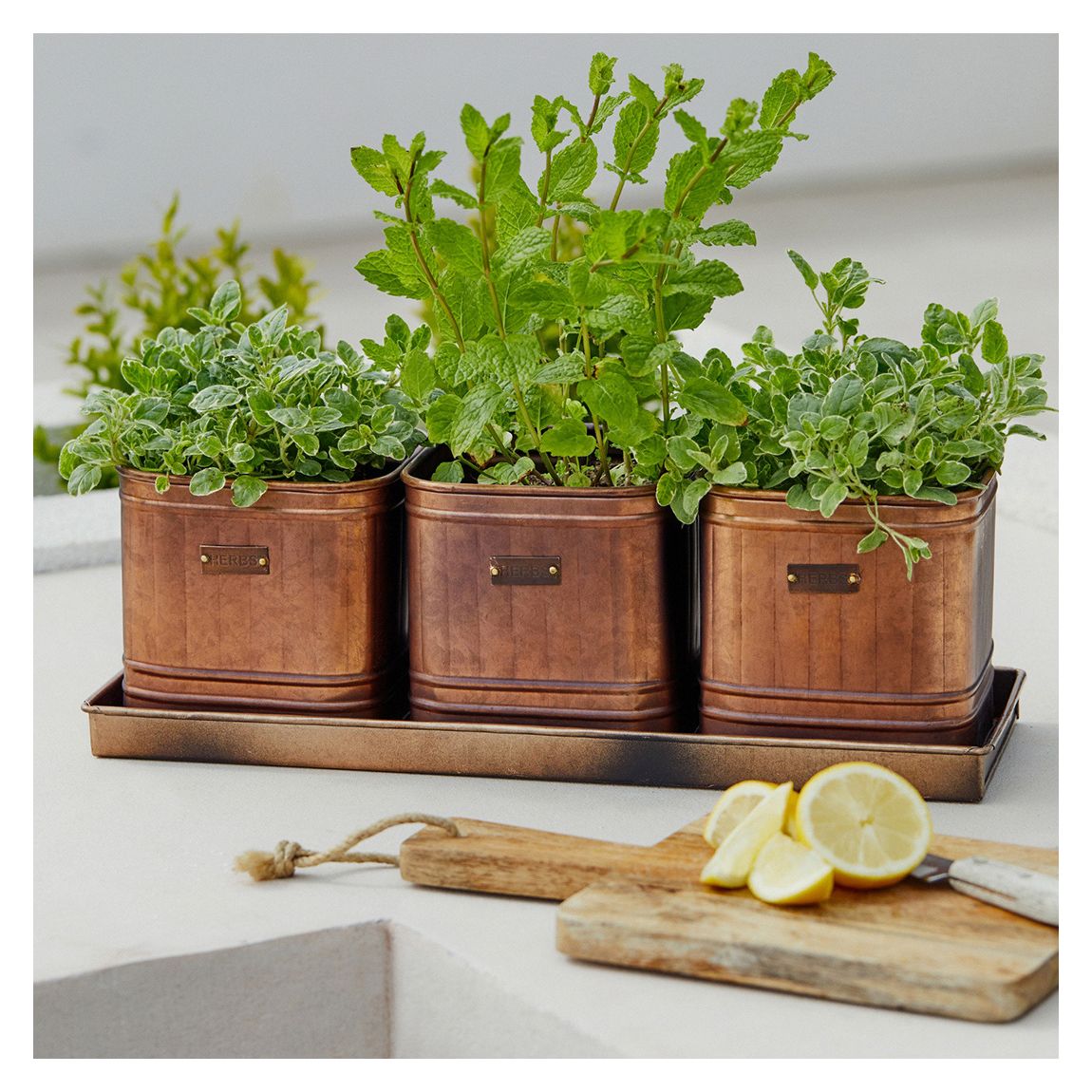 Hampton Copper, Set of 3 Herb Planters With Tray main product photo