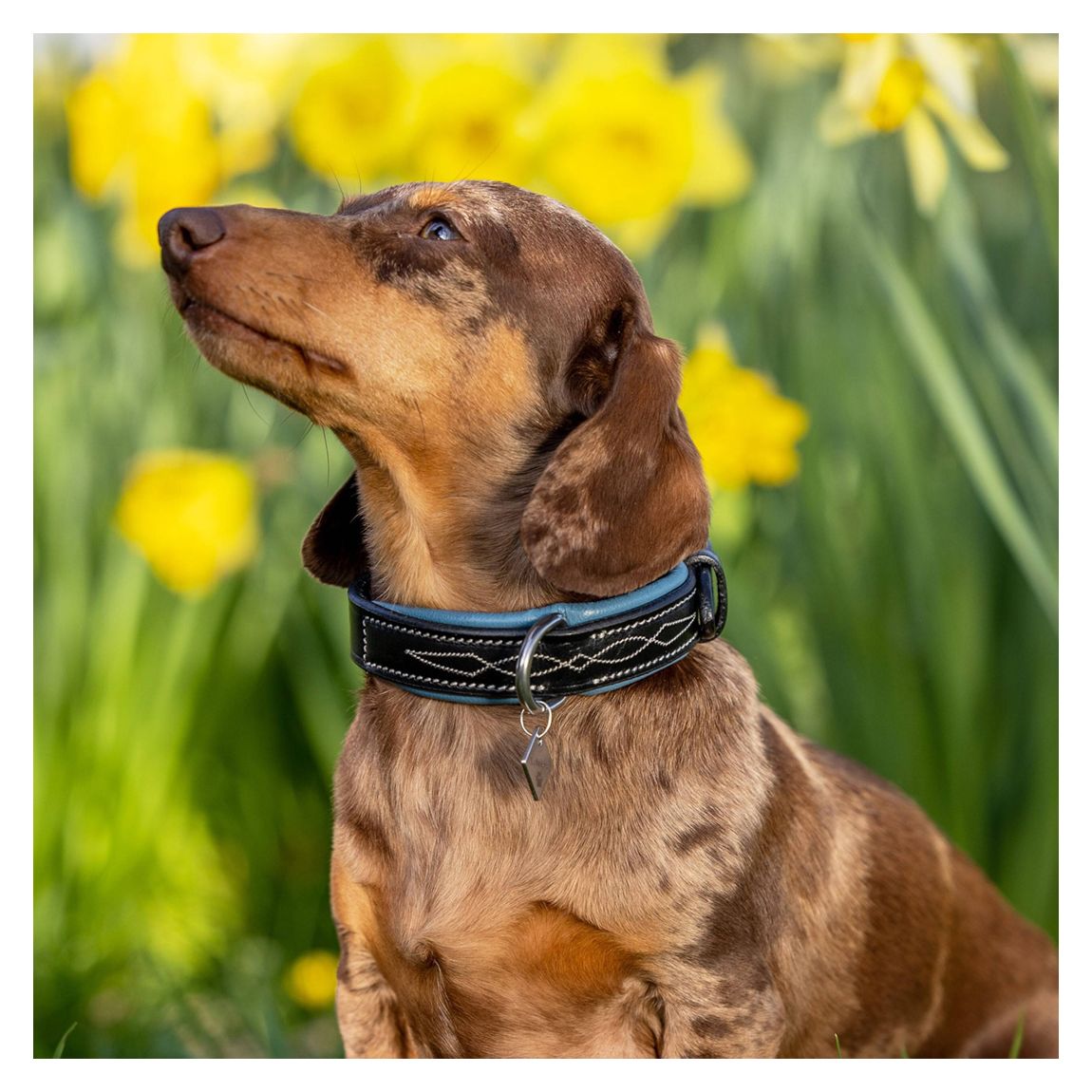 Black/Blue Windsor Dog Collar main product photo