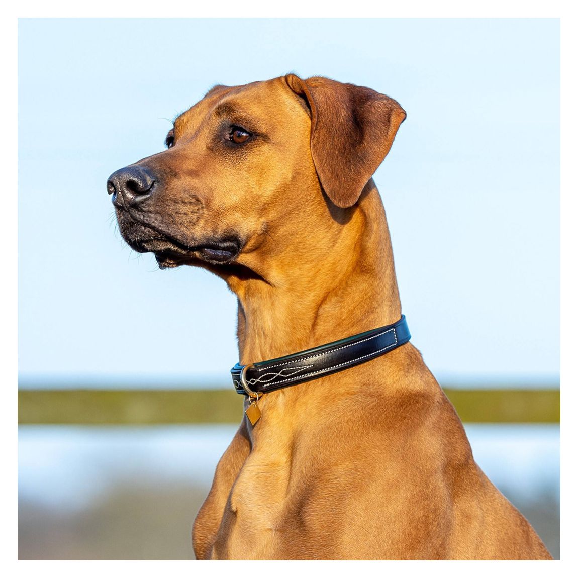 Black/Blue Windsor Dog Collar main product photo