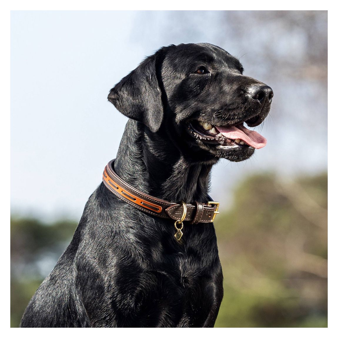Brown Cambridge Dog Collar main product photo