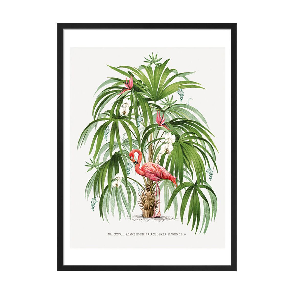 Flamingo Palm 50x40cm Framed Print main product photo