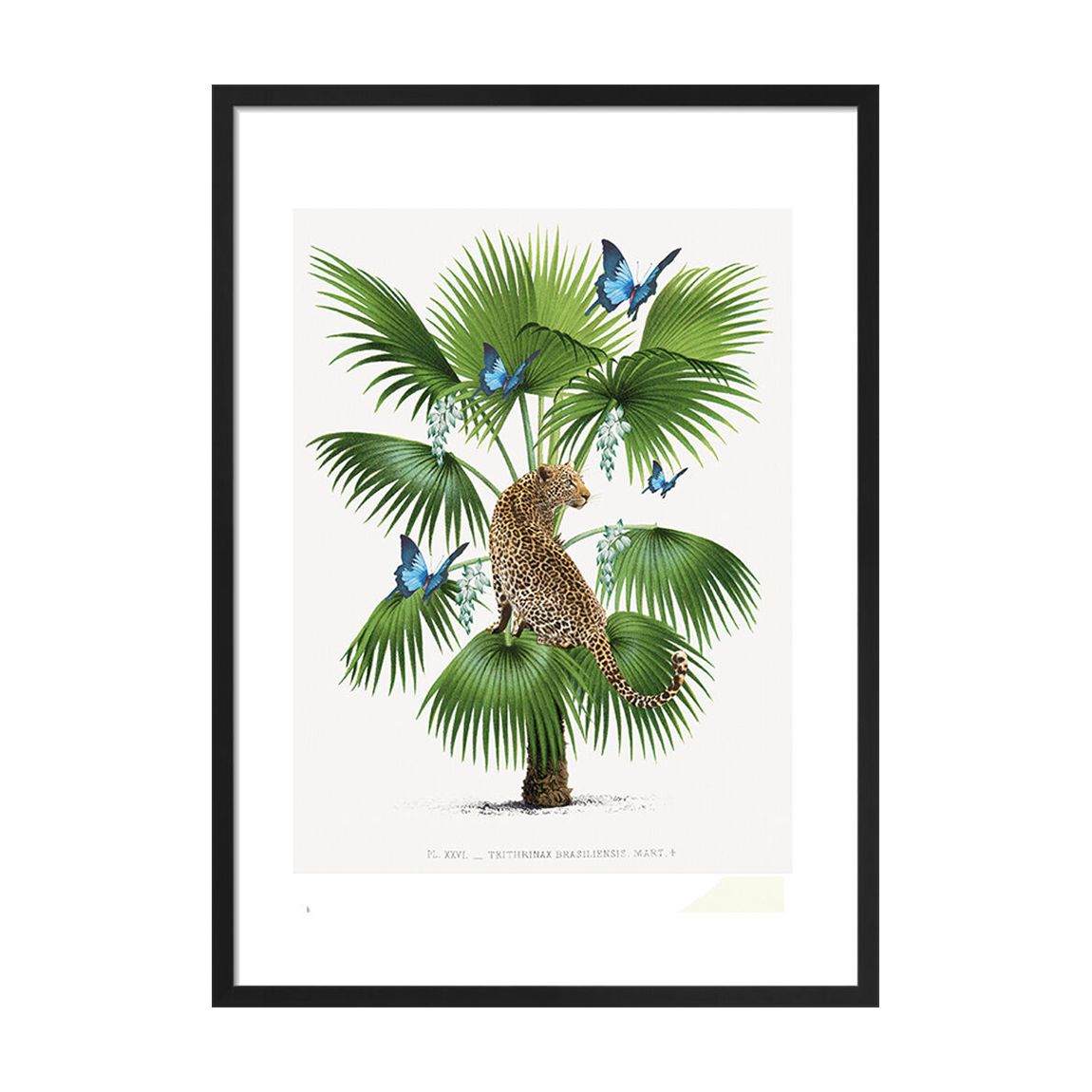 Leopard Palm 50x40cm Framed Print main product photo