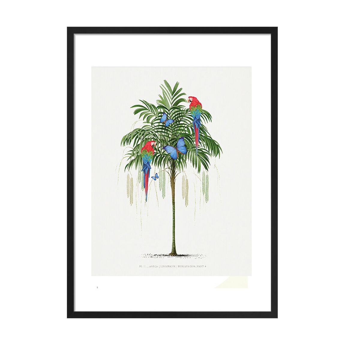 Parrot Palm 50x40cm Framed Print main product photo