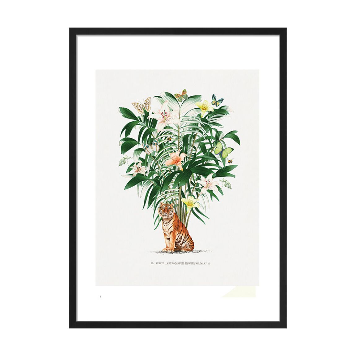 Tiger Palm Framed Print 50 x 40cm main product photo