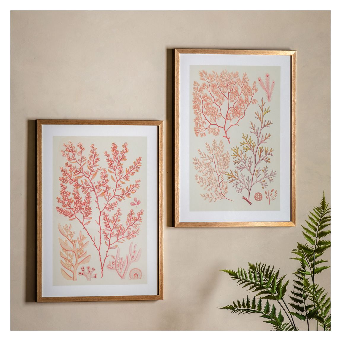 Coral Bounty 1& 11 70x50cm Set of 2 Framed Prints main product photo
