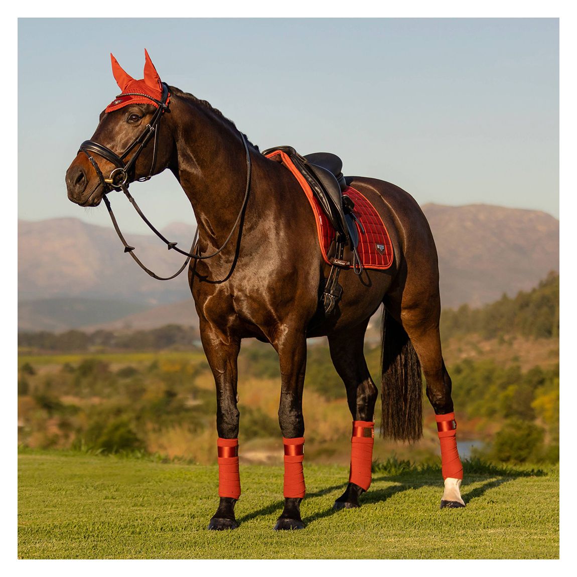 Orange Loire Memory Dressage Square main product photo