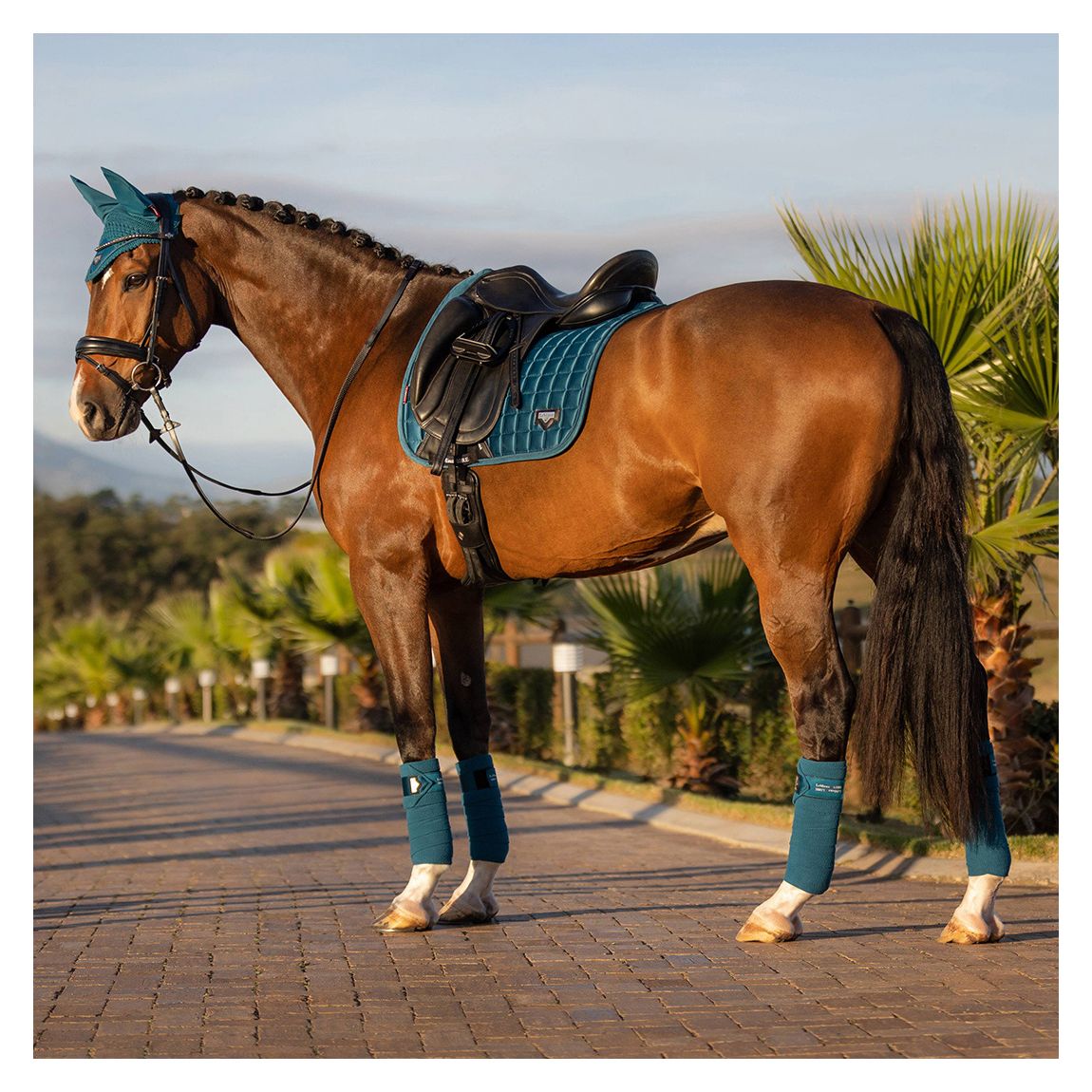 Blue Loire Classic Dressage Square main product photo