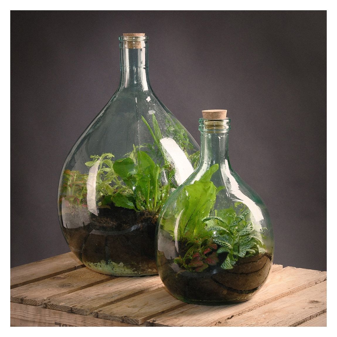 Terrarium Bottle Kit, 5L main product photo