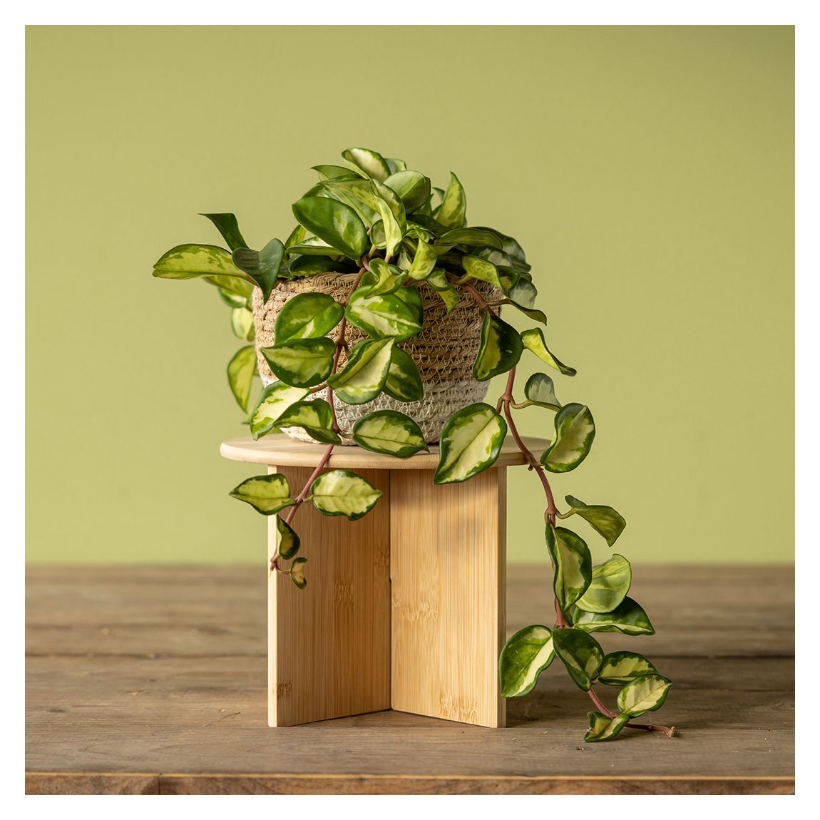 Bamboo Plant Stand main product photo