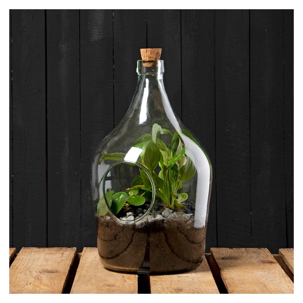 Open Terrarium, 5L main product photo