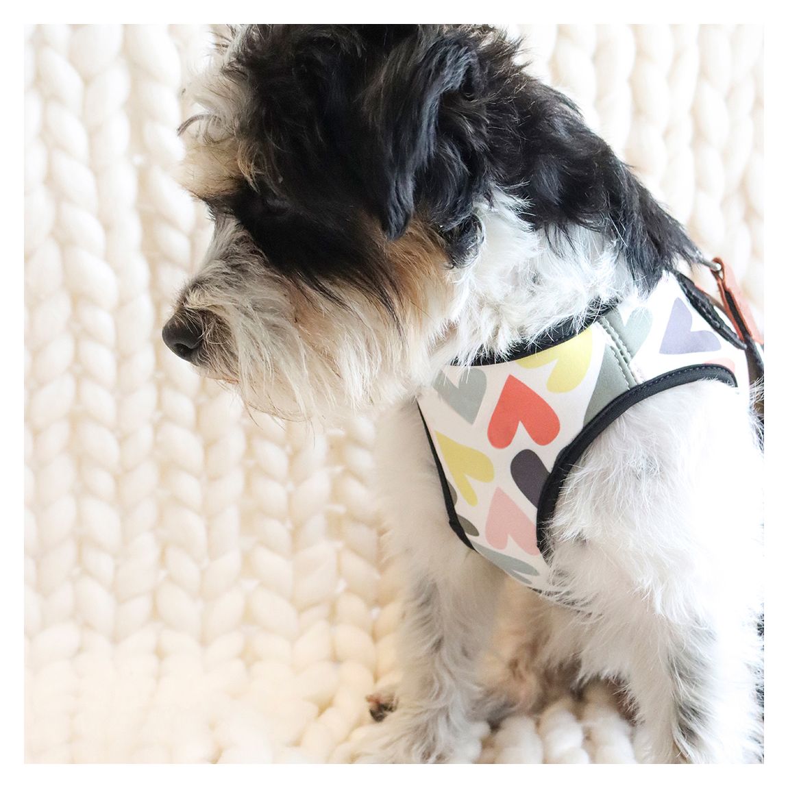 Medium Multi Heart Dog Harness main product photo