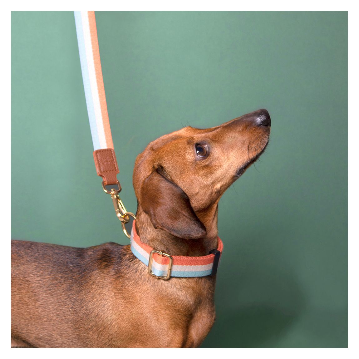 Orange Stripe Dog Collar M/L main product photo