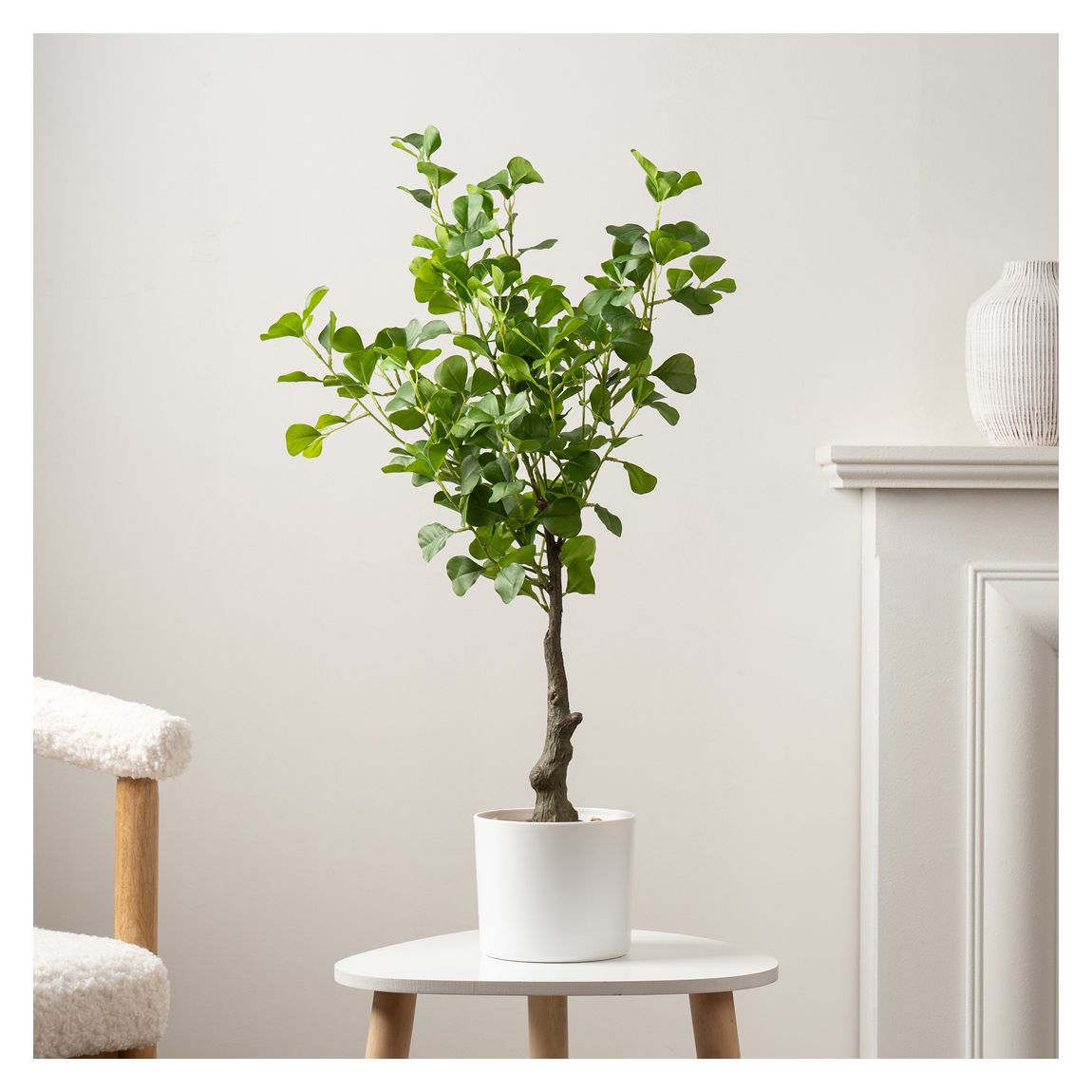 75cm Heart-leaf Ficus Tree in White Pot main product photo